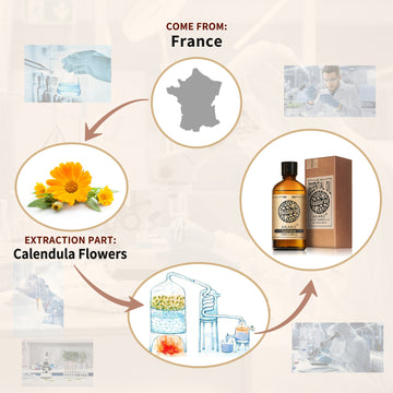 Calendula Essential Oil AKARZ Natural And Pure ( 30ML 100ML)